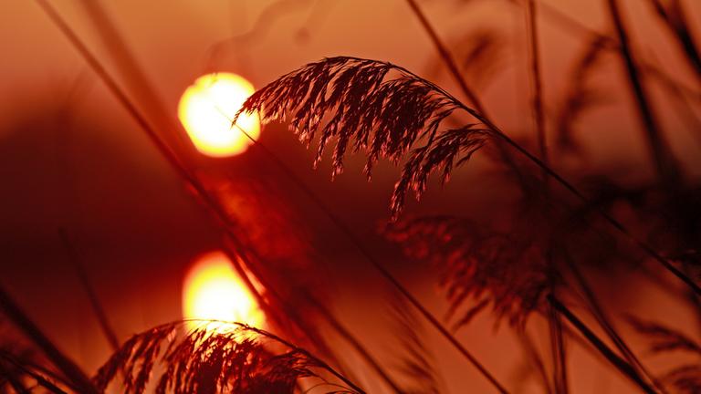 Gräser in der Morgensonne