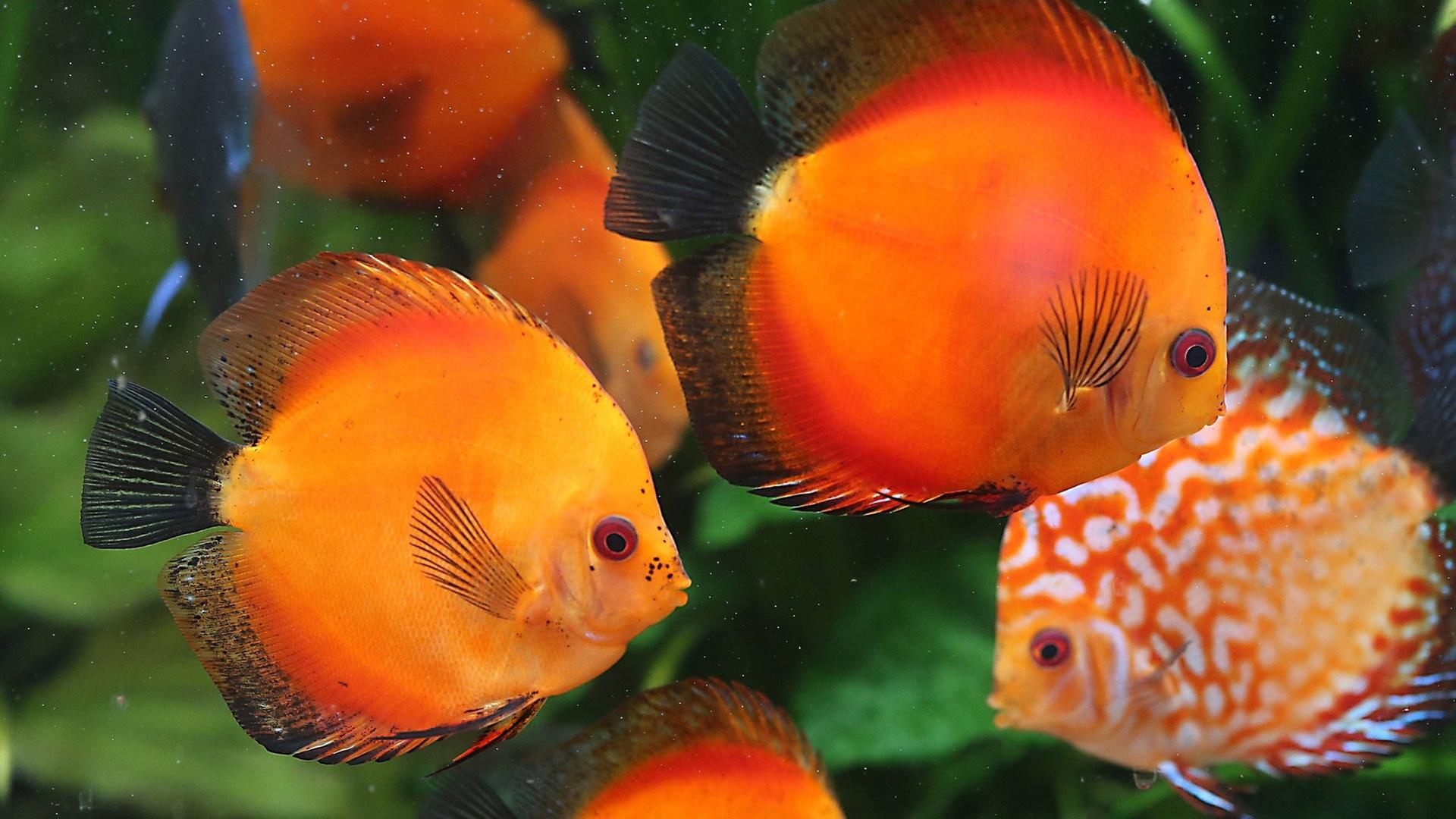 Fische als Deko? Gaststätte in Karlsruhe verstößt gegen Tierschutz