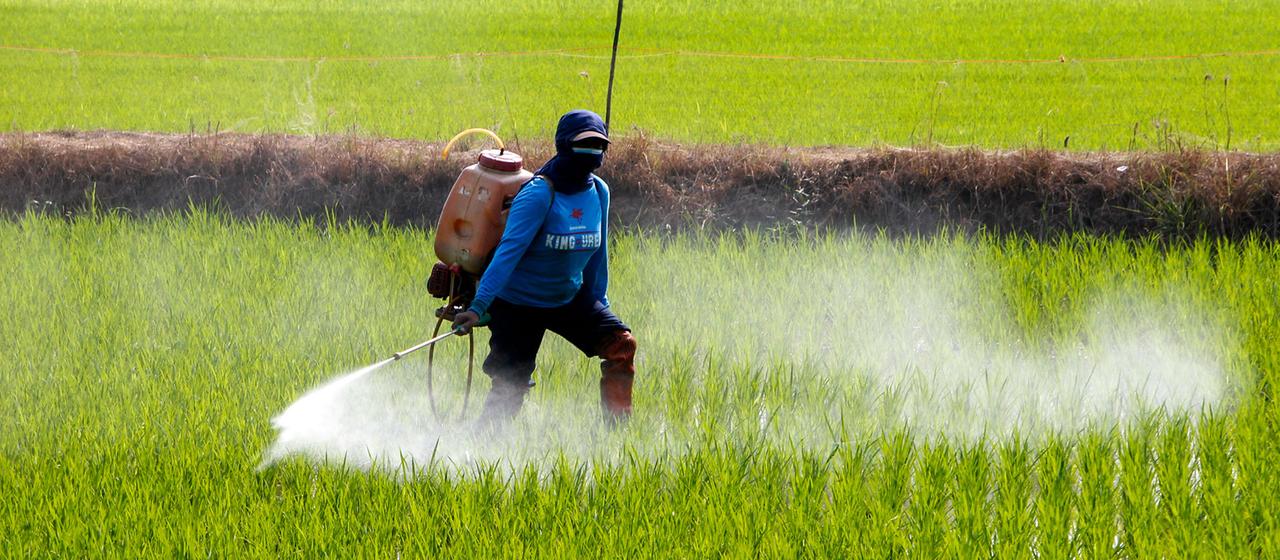 Eine Landwirtin versprüht Pestizide auf einem Reisfeld in Thailand. 
