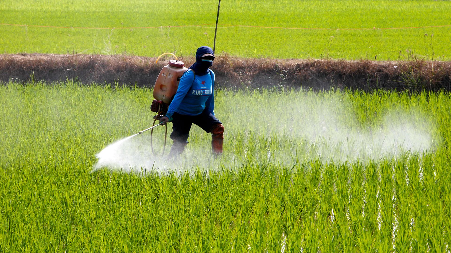 Eine Landwirtin versprüht Pestizide auf einem Reisfeld in Thailand.  | picture alliance / Sipa USA