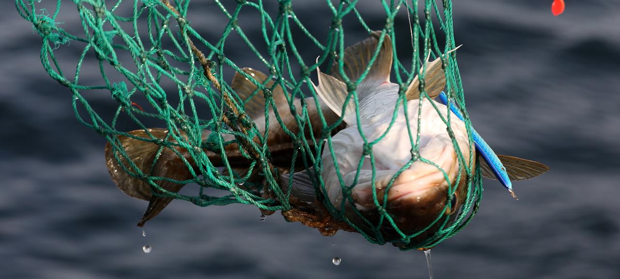 Zustand der Fischbestände in Nord und Ostsee laut WWF schlecht