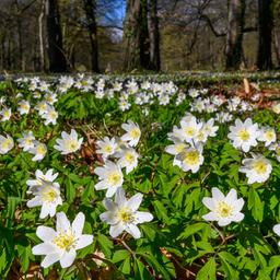 Buschwindröschen blühen in einem Park.