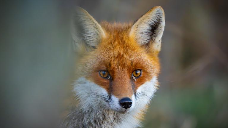 Ein Rotfuchs (Vulpes vulpes) schleicht durch einen Wald.