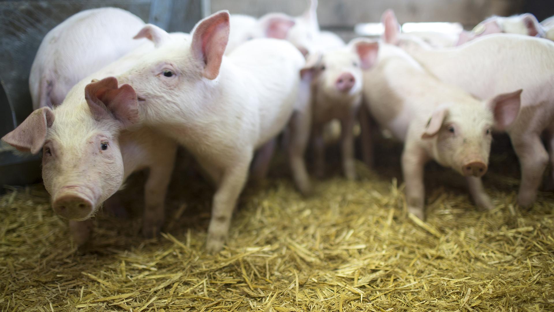 Bioferkel stehen in einem Schweinestall. | ARD-aktuell / Retzlaff