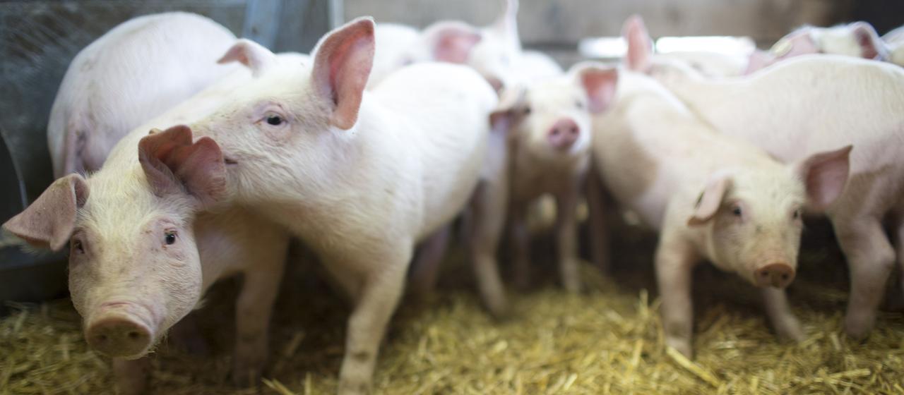 Bioferkel stehen in einem Schweinestall.