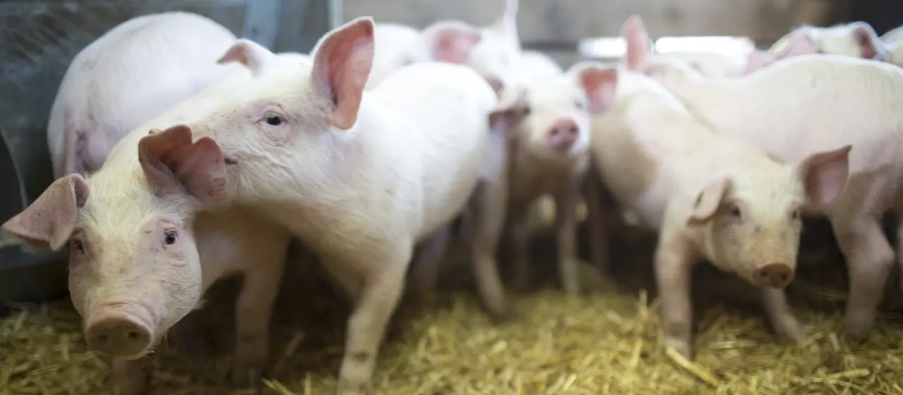 Immer mehr Ökolandbau ohne Bio-Label Immer mehr Ökolandbau ohne Bio-Label