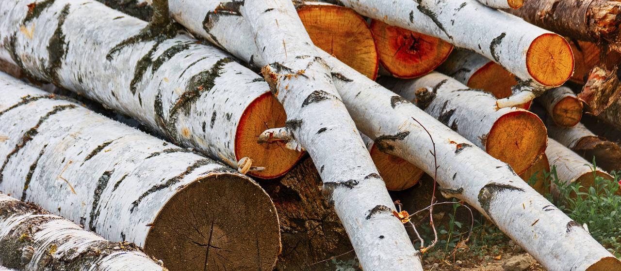 Gestapeltes Birkenholz