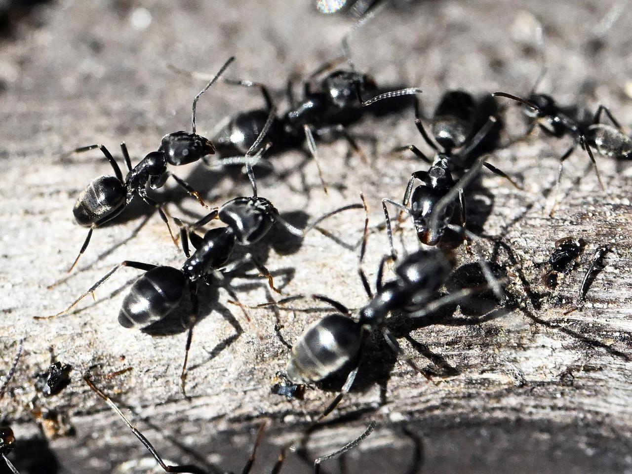 globuli thuja d12 wirkung Pflüger Thuja D12 Globuli 10 g mit Dosierspender main image 0