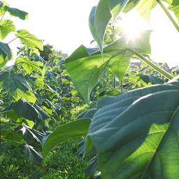 Blauglockenbäume (Kiri-Baum) auf einer Plantage.
