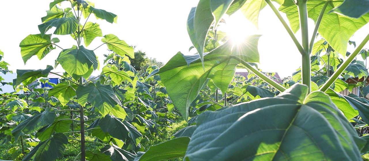 Blauglockenbäume (Kiri-Baum) auf einer Plantage.