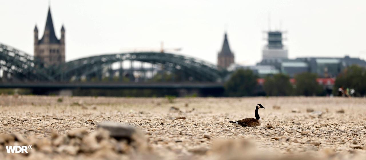 Eine Kanadagans scheint im ausgetrockneten Flussbett des Rheins auf Steinen zu schwimmen.