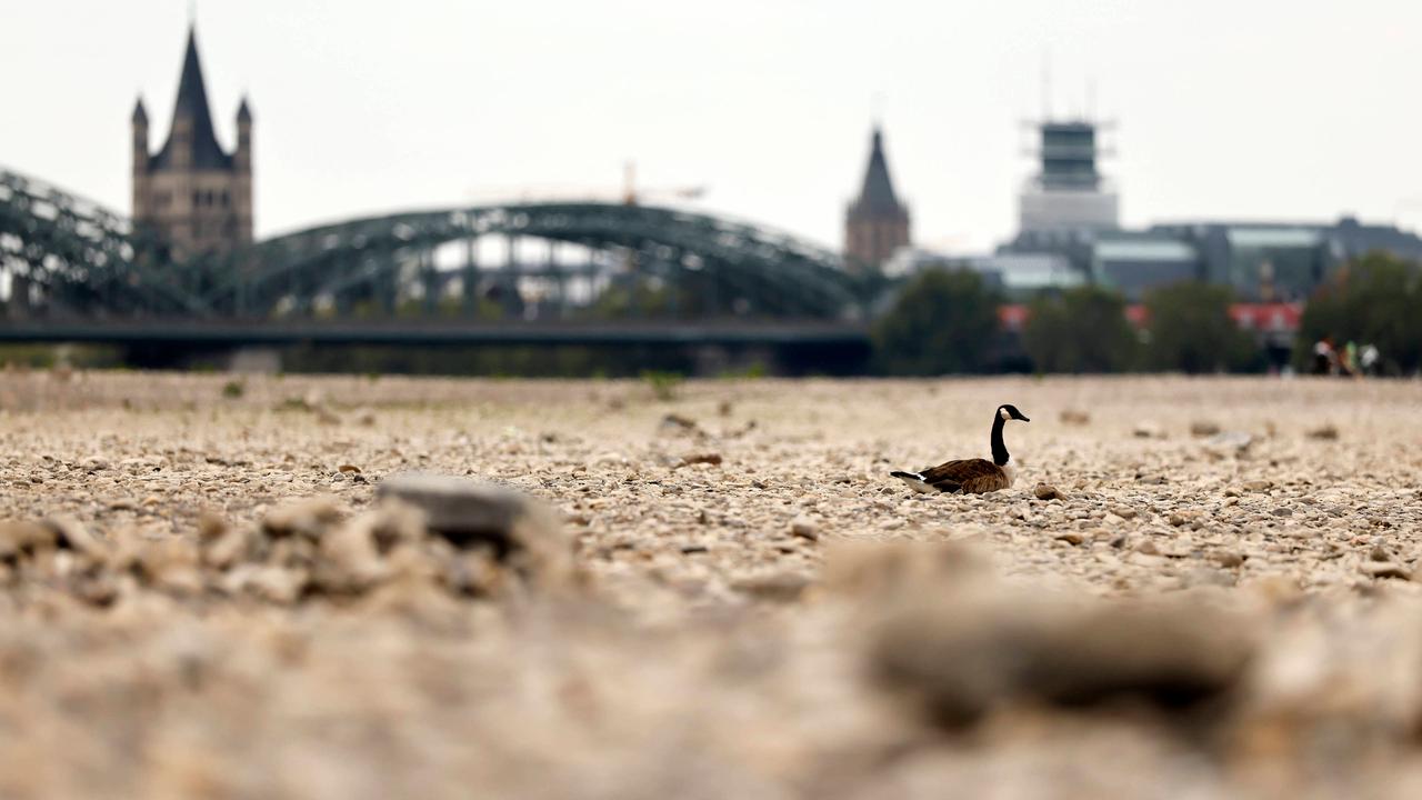 Prognose unter 40 Zentimeter: Der Rheinpegel soll weiter sinken