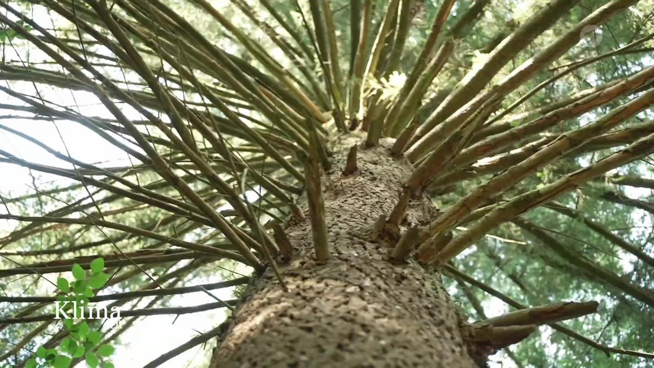 KlimaZeit: FSC-Siegel adé - warum Hessen bei der Zertifizierung des Waldes aussteigt