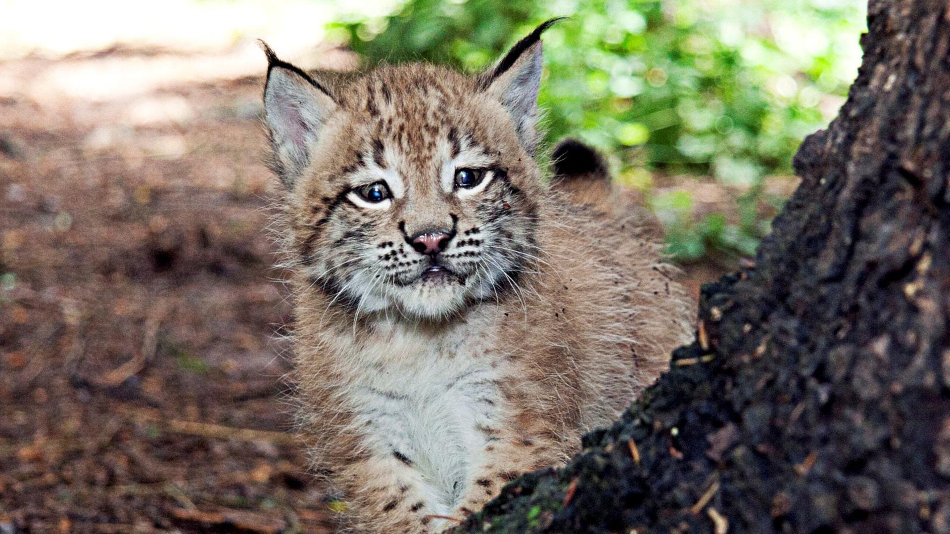 ドイツで200年ぶり！野生のオオヤマネコの赤ちゃんが誕生