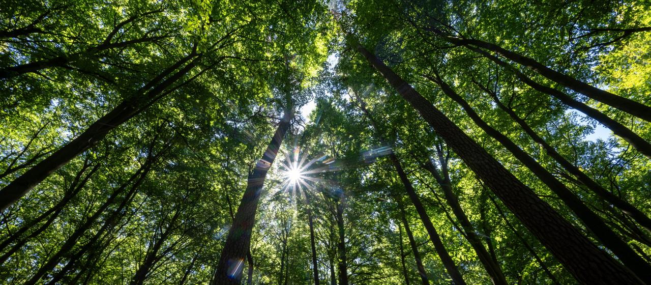 Die Sonne scheint durch die grünen Blätter der Bäume in einem Wald.