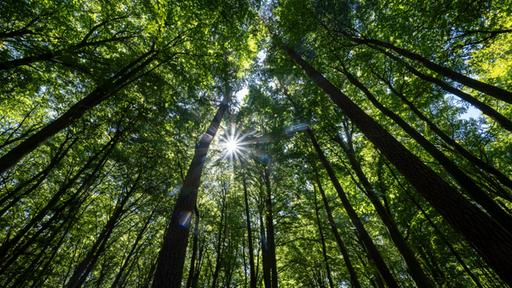 Wo Wälder die Erde kühlen - und wo nicht