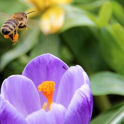 Eine Biene im Anflug auf eine Krokusblüte