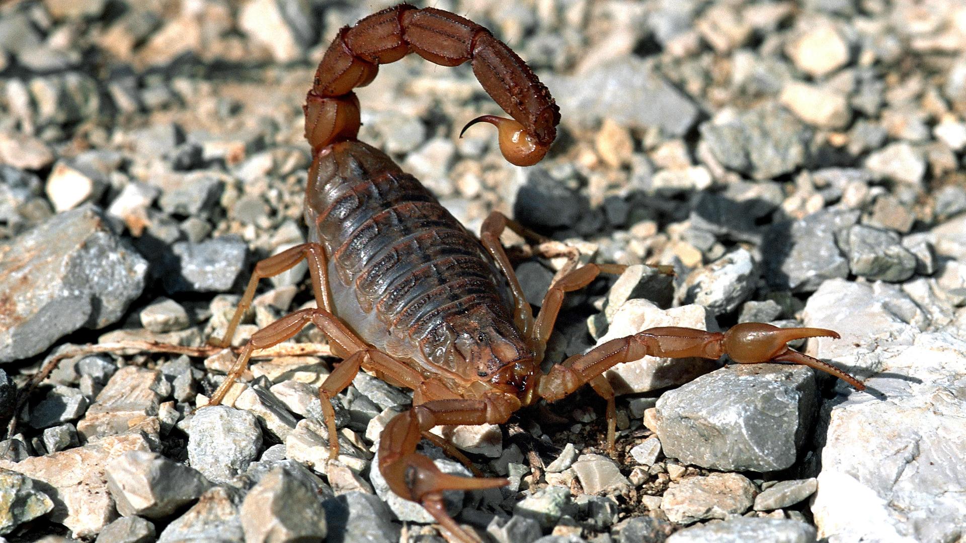 Skorpion in der Jacke sticht Kos-Urlauberin