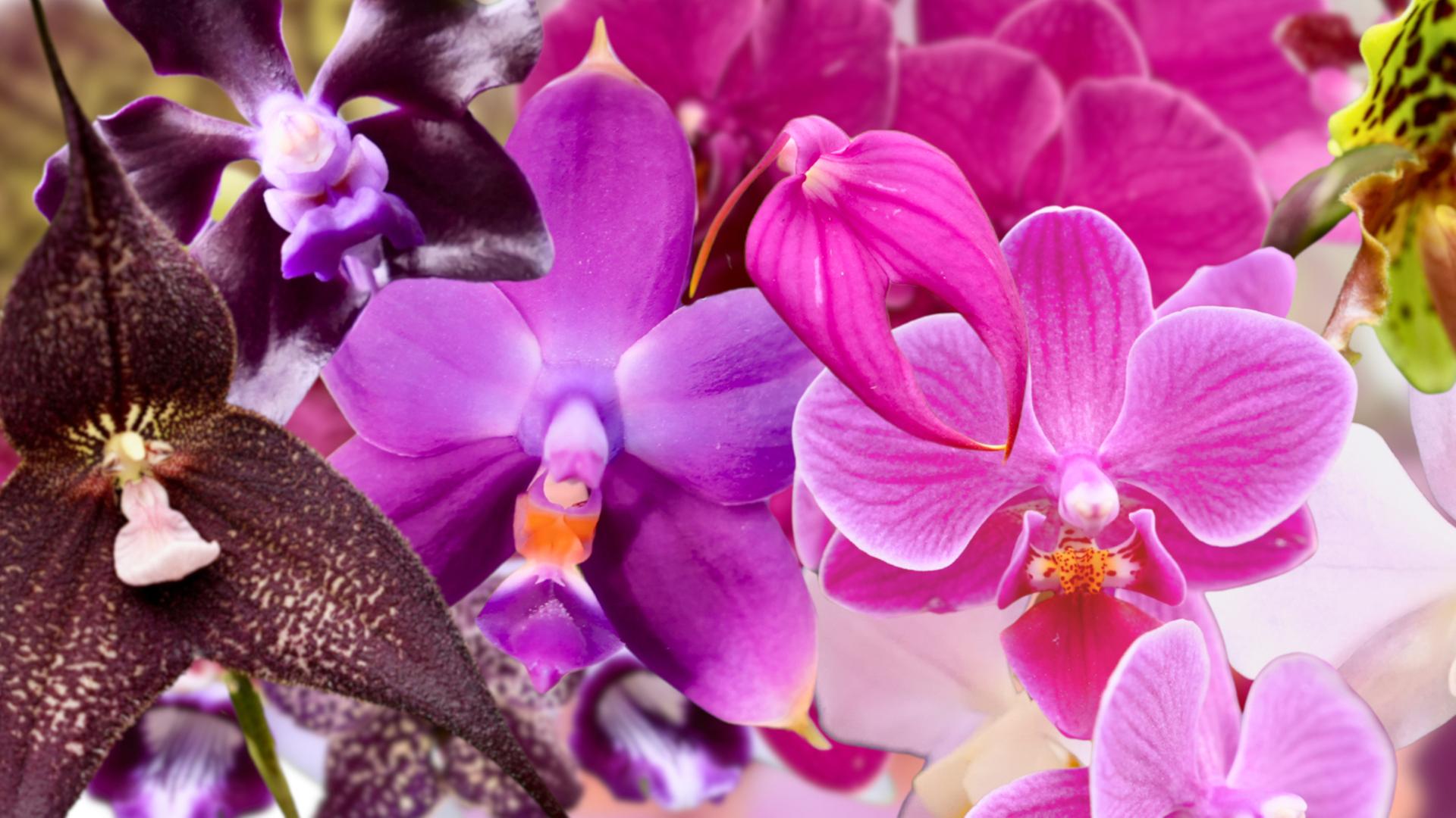 Orchideen: Botanik, Kulturgeschichte, Faszination