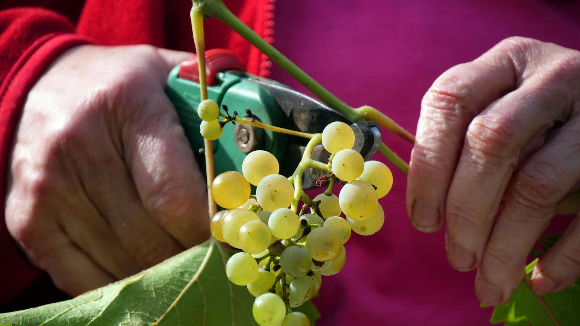 Weinlese im Saarland wird "etwas früher beginnen"