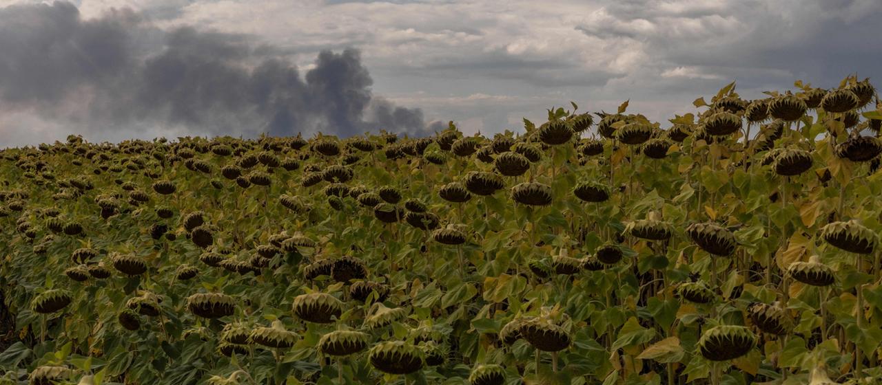 Ein Sonnenblumenfeld in der Ukraine, im Hintergrund der Rauch eines Angriffes