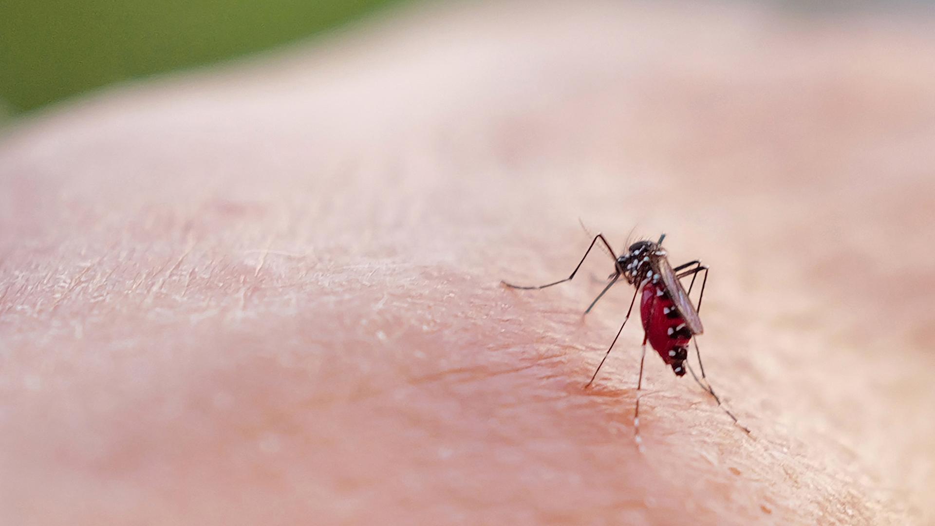 Eine Mücke sticht mit ihrem Rüssel in einen Arm.