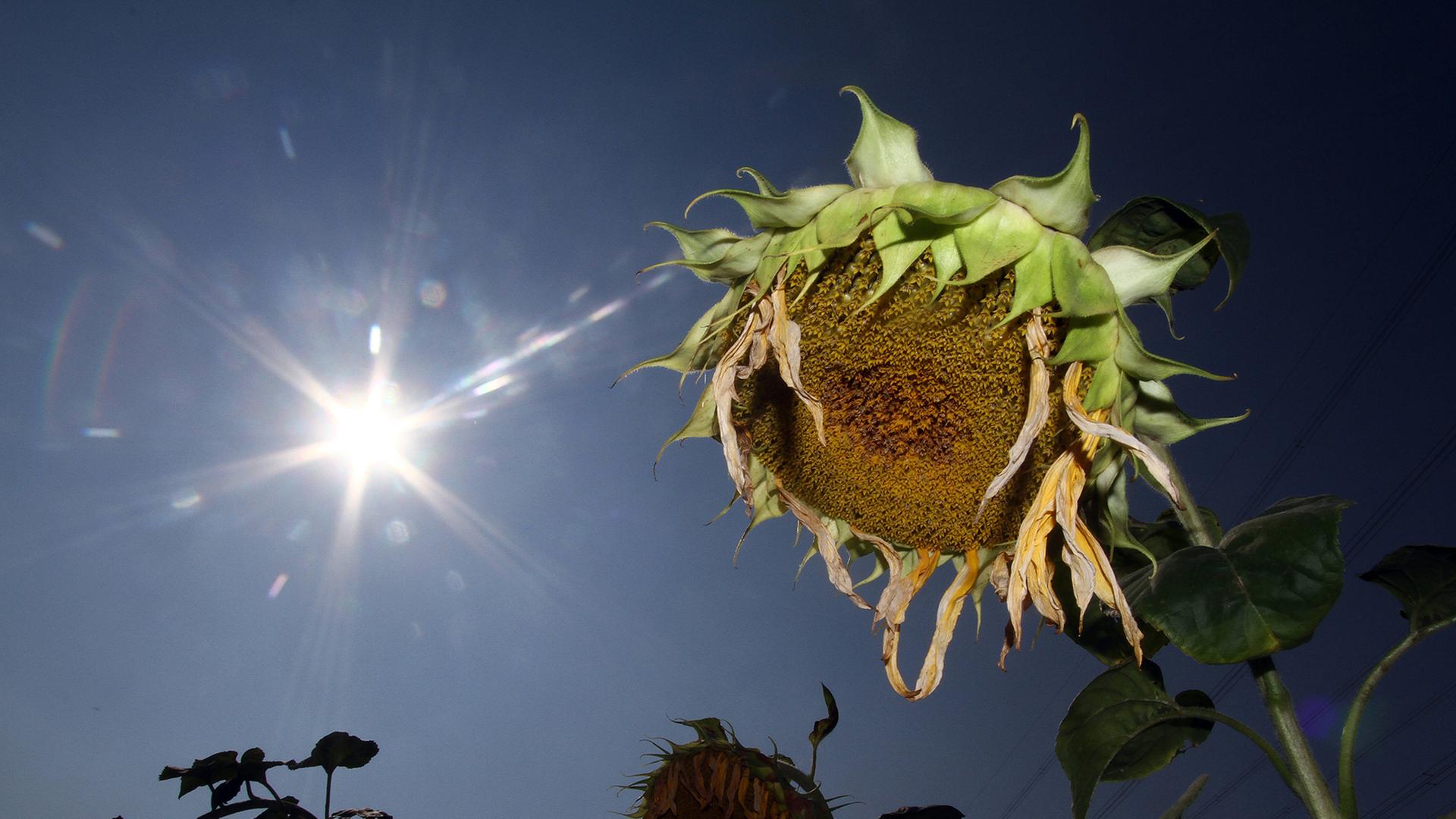 Über 50 Hitzetage im Saarland für diesen Sommer