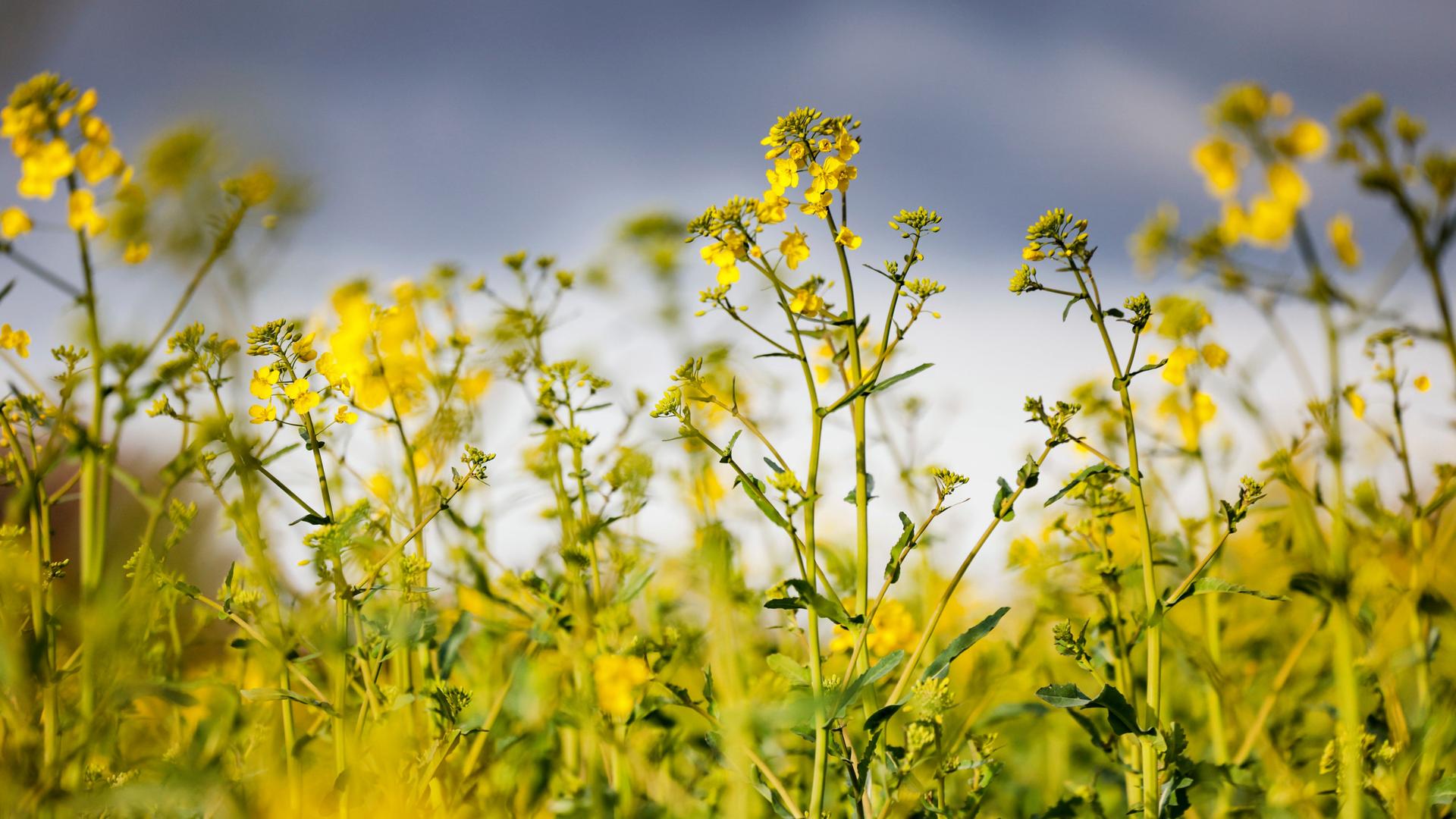 Wetter in NRW: Dienstag wird es warm - Mittwoch sogar bis 23 Grad