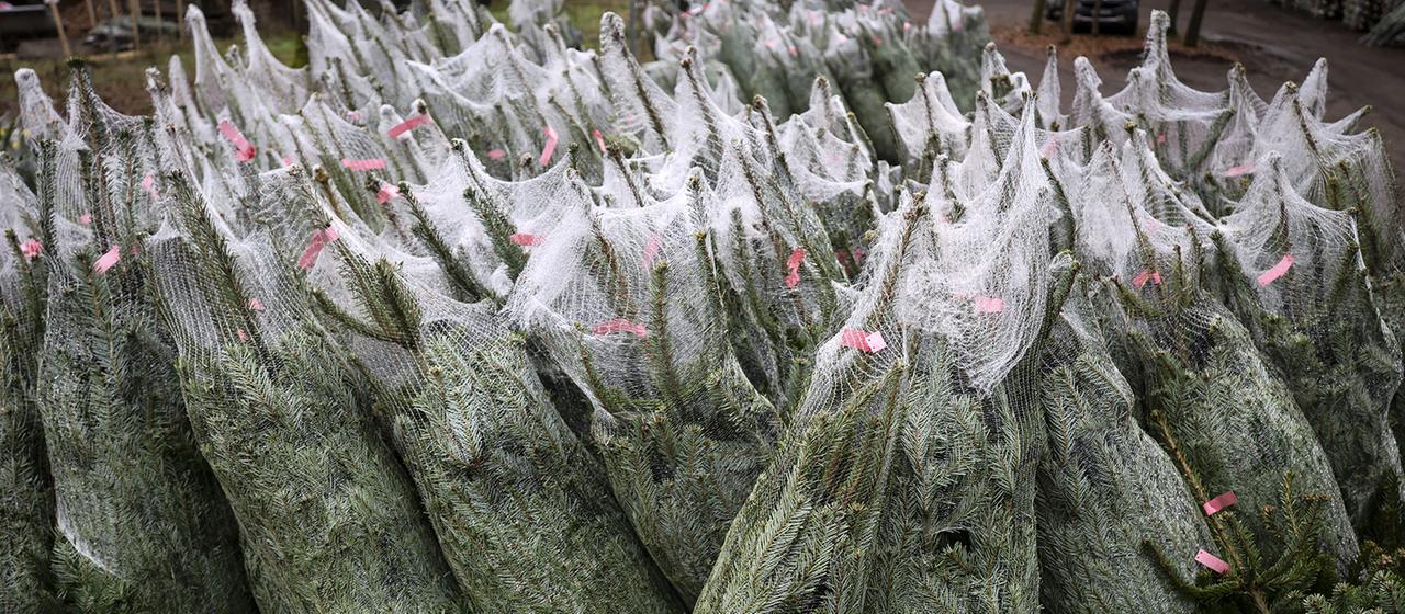 Frisch geschlagene und abholbereite Nordmanntannen liegen auf einem Lagerplatz einer Baumschule.