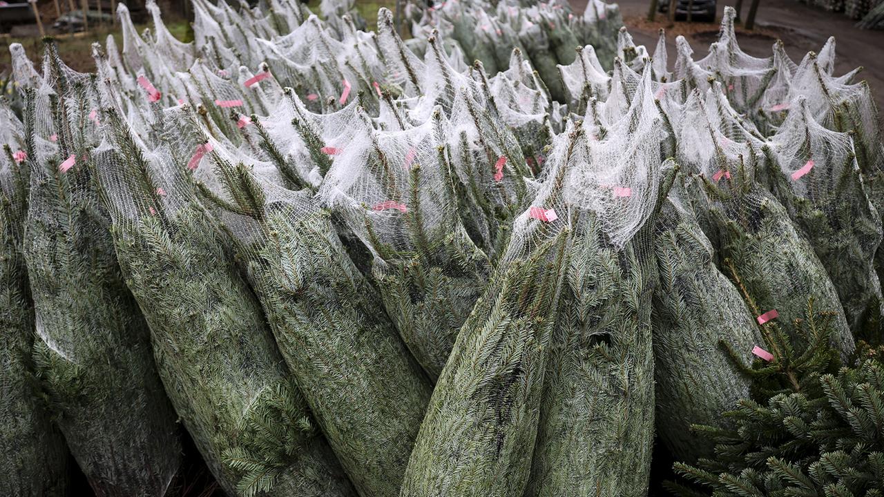 Wie umweltfreundlich ist der Weihnachtsbaum wirklich?