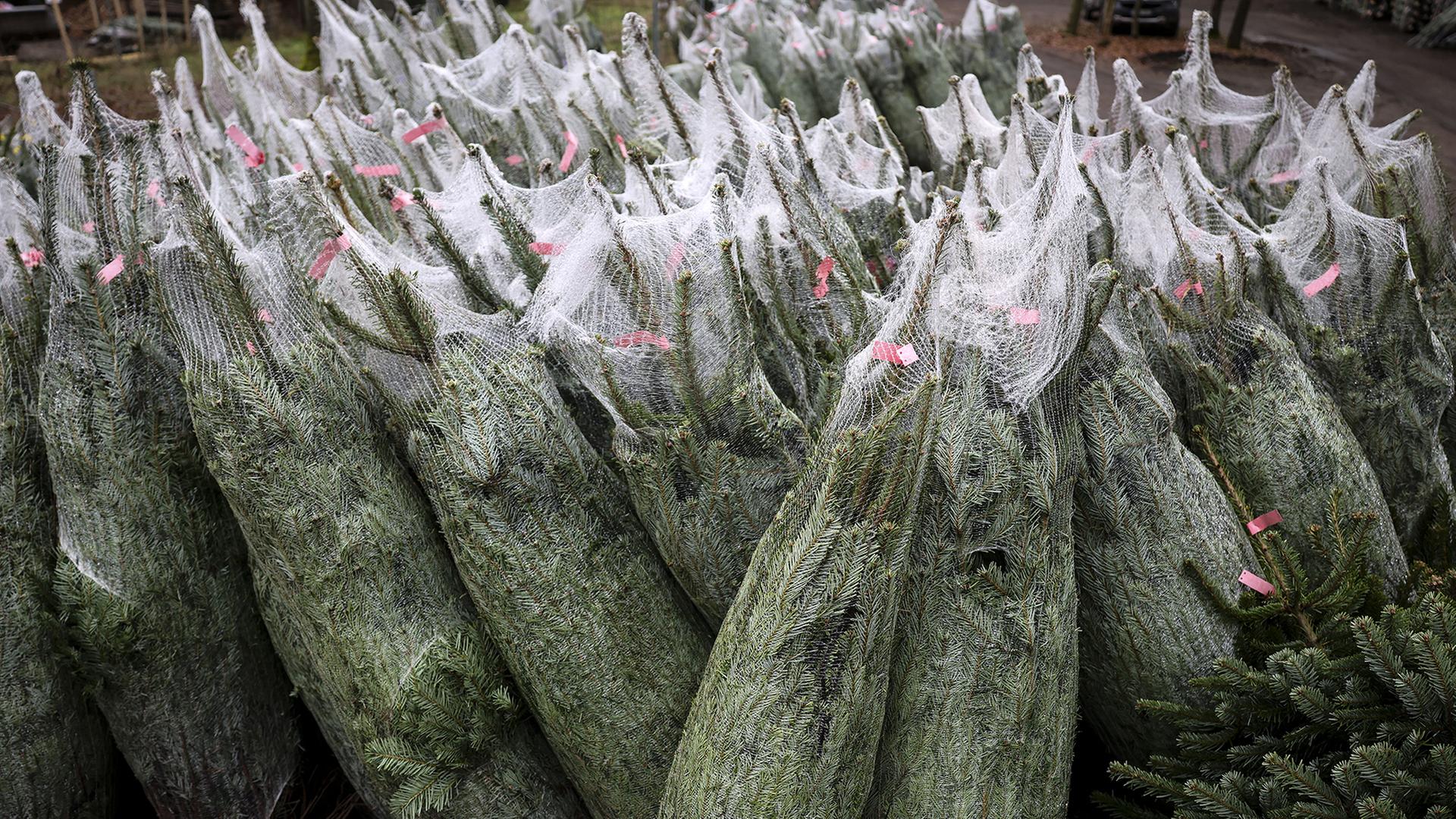 Frisch geschlagene und abholbereite Nordmanntannen liegen auf einem Lagerplatz einer Baumschule. | dpa
