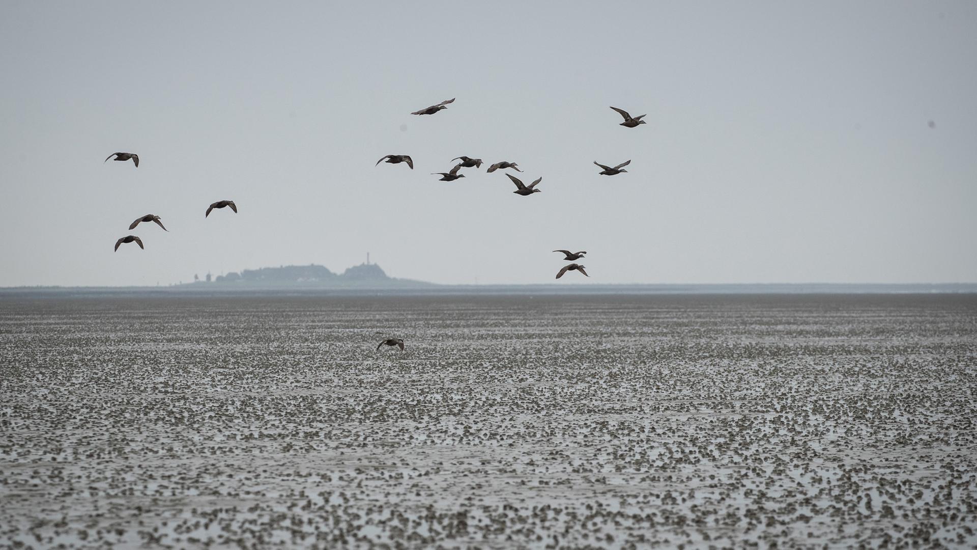 Eine Gruppe Eiderenten fliegt über das Watt vor der Hallig Oland (Schleswig-Holstein). | dpa