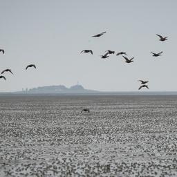 Eine Gruppe Eiderenten fliegt über das Watt vor der Hallig Oland (Schleswig-Holstein).