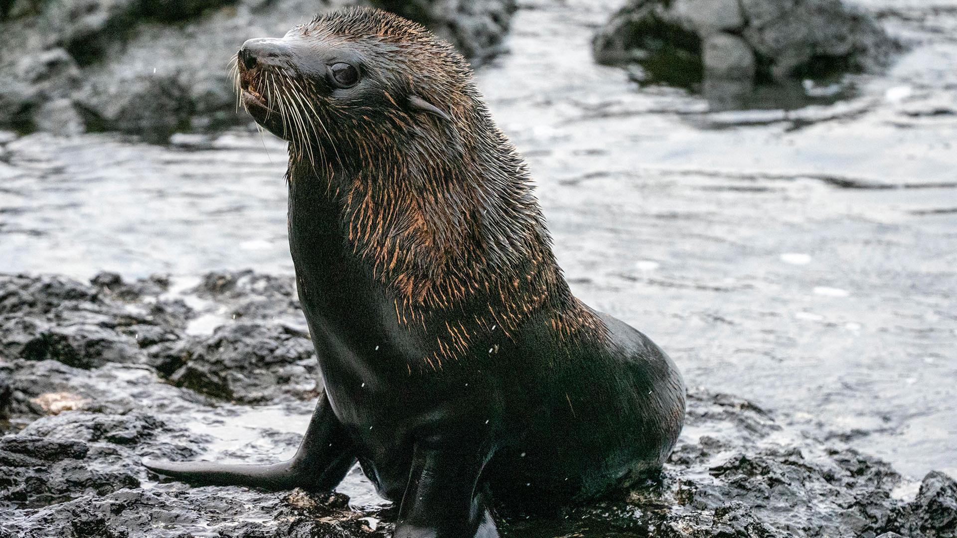Ein GalÃ¡pagos-SeebÃ¤r in Santiago Island, Galapagos. | picture alliance / robertharding