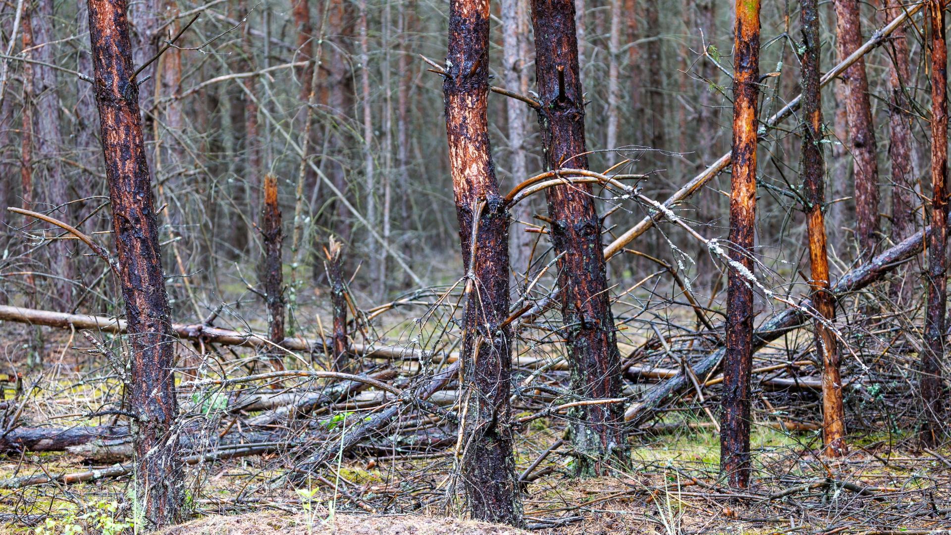 Von der Feuerwehr mit Wasser bespritzte Bäume stehen in der Nähe des Waldbrands im Müritz-Nationalpark.  | Jens Büttner/dpa