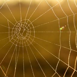 Spinenweben mit Morgentau