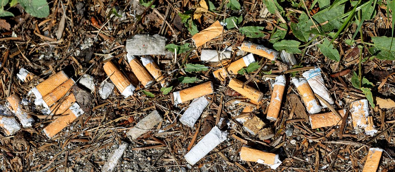 Weggeworfene Zigarettenkippen. | picture alliance / Weingartner-F Weggeworfene Zigarettenkippen.