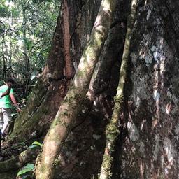 Indigene zeigen im Amazonas bei Acre (Brasilien) auf einen Stamm, an dem die Ayahuasca-Pflanze wächst.