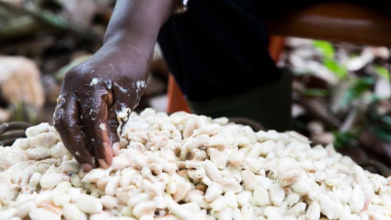 Die Hand eines Menschen bei der Kakaoernte.