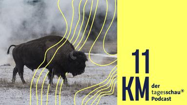 Bison im Yellowstone Nationalpark