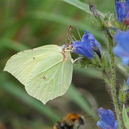 Ein Zitronenfalter sitzt auf einer Blume.
