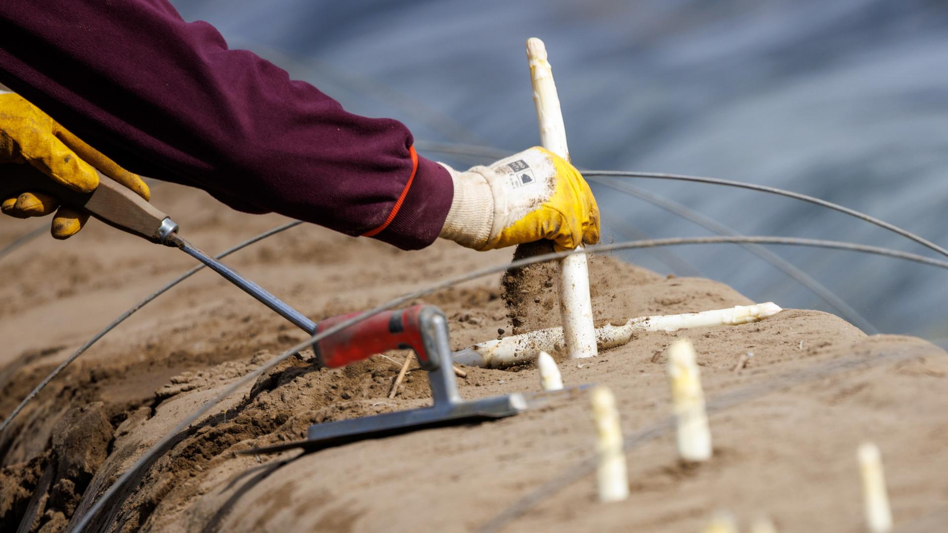 Ein Spargel wird aus einem Beet gezogen | dpa
