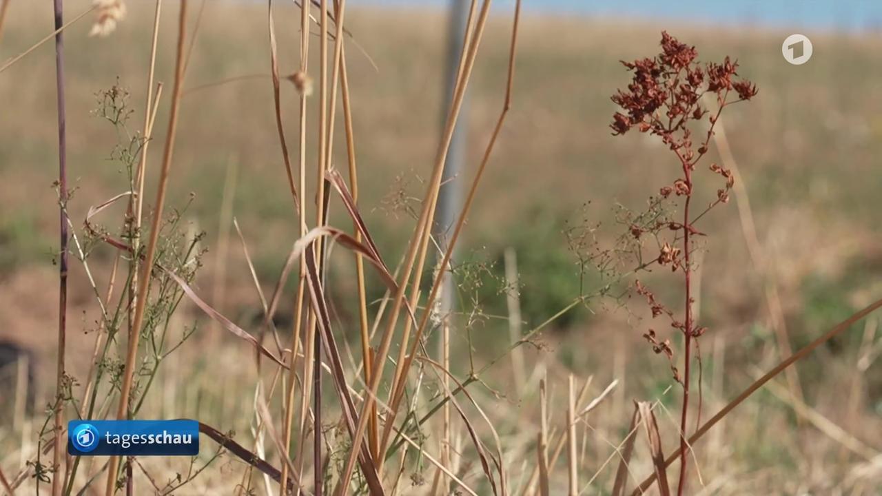 Hitze verschärft Dürre und gefährdet die Ernte