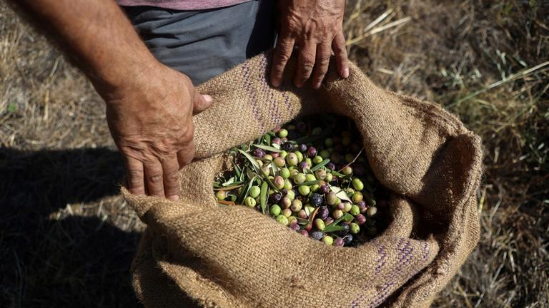 Ein Bauer auf Lesbos (Griechenland) zeigt einen Sack mit frisch geernteten Oliven