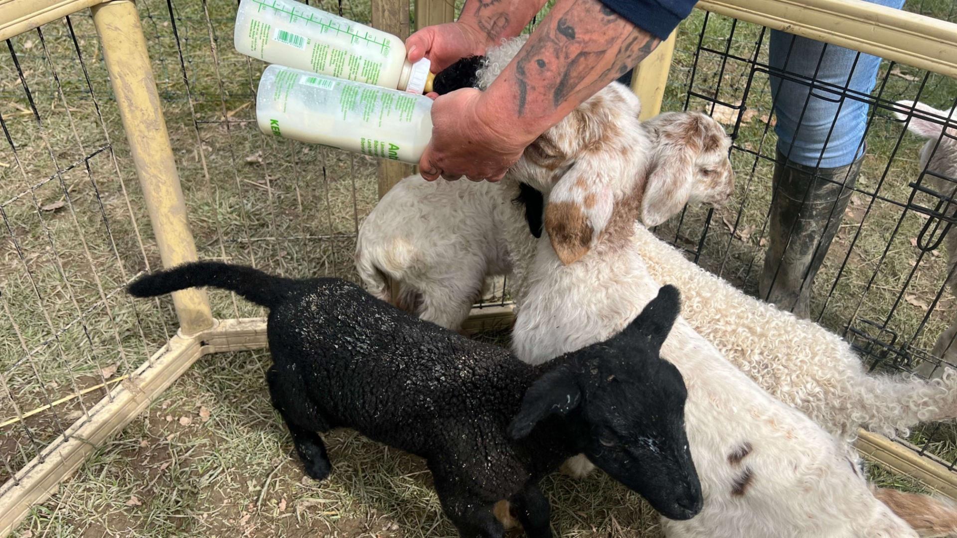 Lämmer gerettet: Zu Ostern kümmert sich Melli liebevoll um Tierbabys