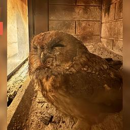 Die von der Feuerwehr gerettete Eule | Kurzvideo | tn