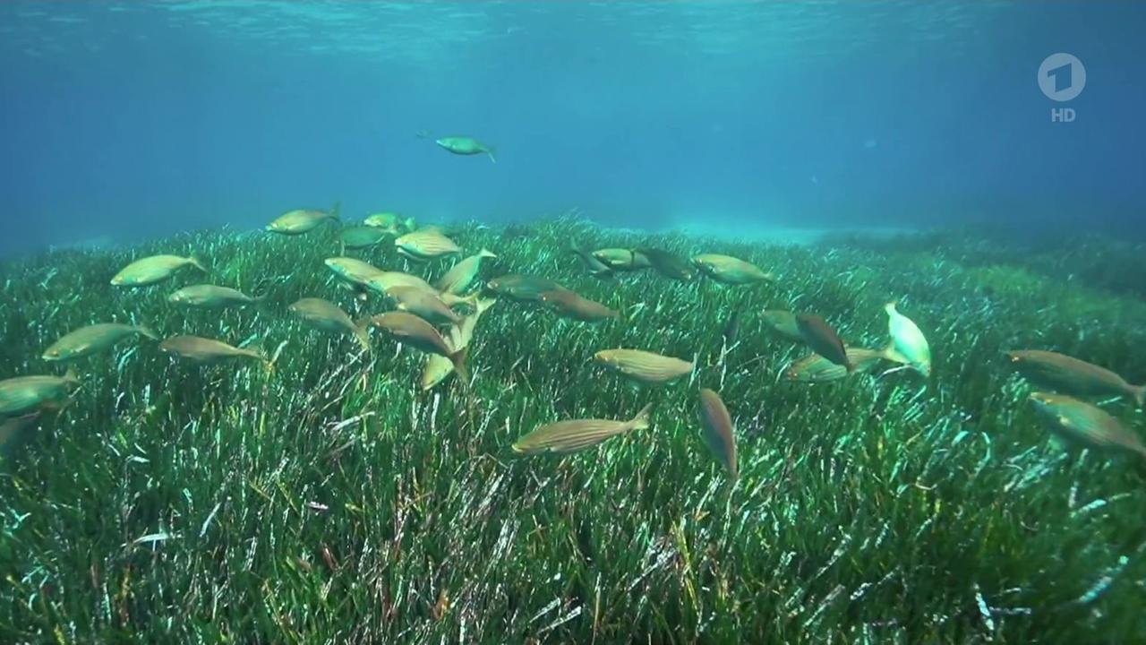 Wissenschaftler beraten auf UN-Ozeankonferenz in Barcelona