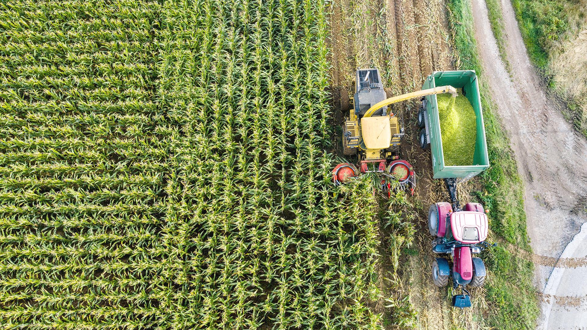 Maisfeld von oben | picture alliance / Jochen Tack
