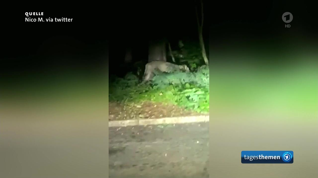 Entlaufene Löwin in Kleinmachnow beunruhigt Bevölkerung | tagesschau.de