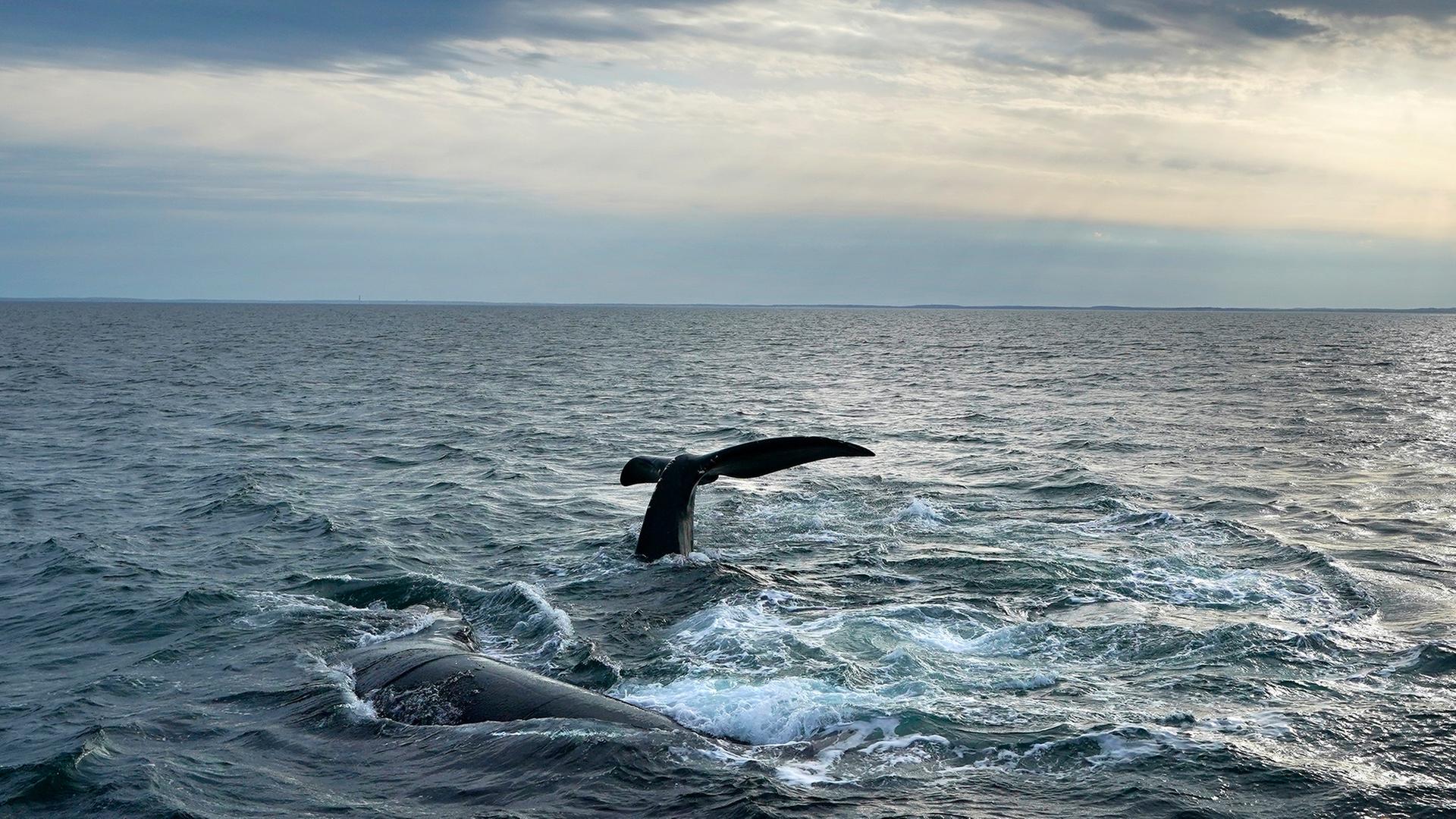  Nordatlantischer Glattwal an der Oberfläche der Cape Cod Bay.  | dpa